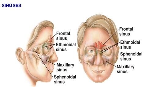 Pin by Phyllis Griffiths on Headaches from Hell | Sinusitis, Sinus headache, Throat anatomy