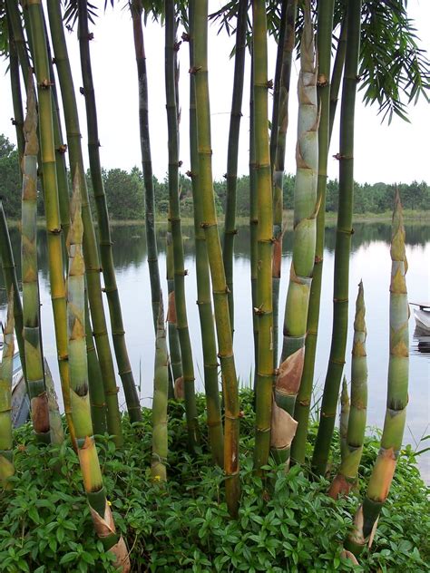 Giant Timber Bamboo - Bambusa Oldhamii · Bamboo Plants Online