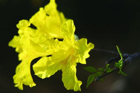 Aruba Flora & Fauna | When in Aruba