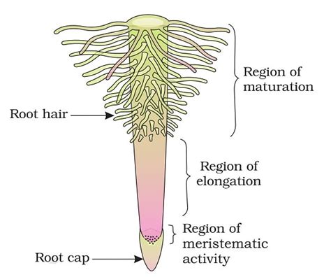 The Parts of Roots and their Functions in detail with Diagram