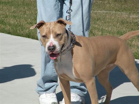 Blue Fawn Pitbull: A Unique and Beautiful Canine Companion