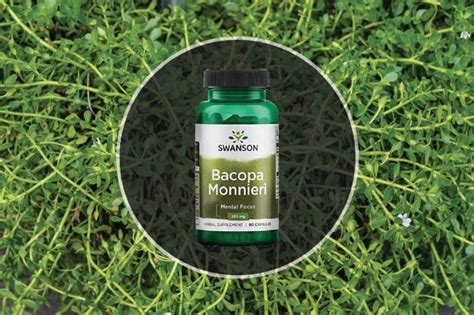 Bacopa Monnieri - Dangers, Dosage, Review and 11 Benefits