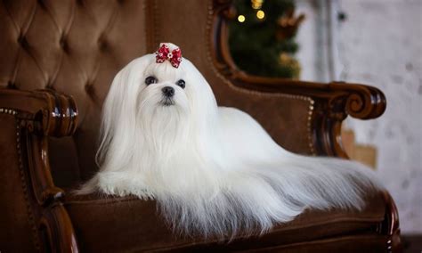 Maltese Breed: Characteristics, Care & Photos | BeChewy