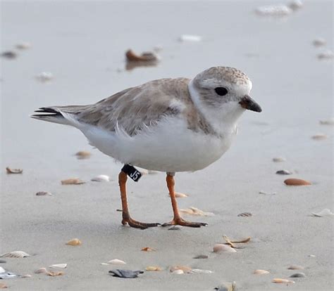 Audubon South Carolina: Shorebird Migration and Piping Plover re-sighting