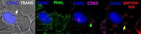 Imaging the Human Immunological Synapse | Protocol