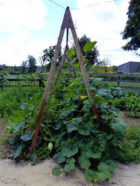 17 Fantastic DIY Squash Trellis Ideas | Balcony Garden Web