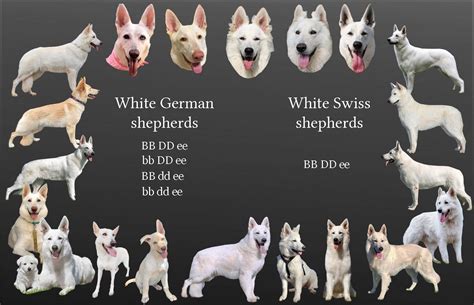 Are White German Shepherds Recognized As Their Own Breed