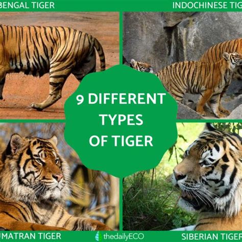 Tiger Subspecies Chart