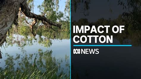 Inquiry confirms findings cotton industry could damage NT environment - ABC News