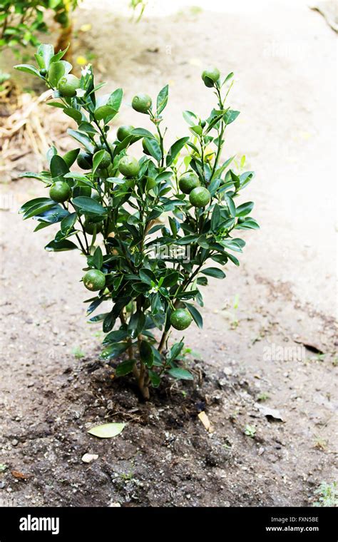 Small Orange tree and fruit Stock Photo - Alamy