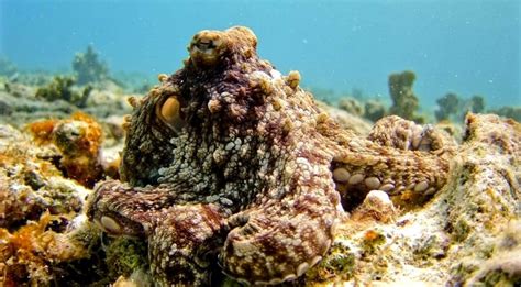 Octopus-Inspired Camouflage Tech Built By Scientists For Hiding In ...