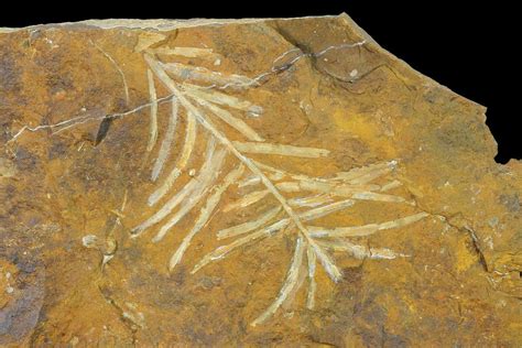 2.7" Paleocene Fossil Plant (Parataxodium) - North Dakota (#156274) For Sale - FossilEra.com