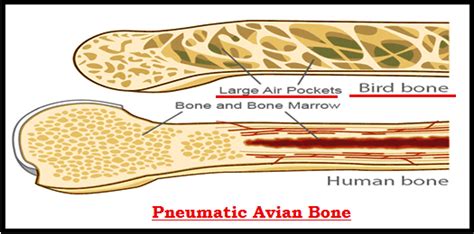 Avian Adaptations | Montana Natural History Center