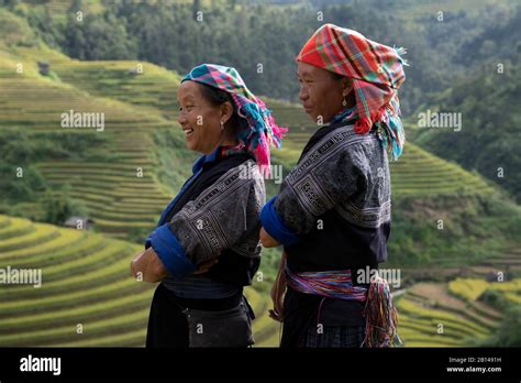 Rice harvest in Vietnam Stock Photo - Alamy