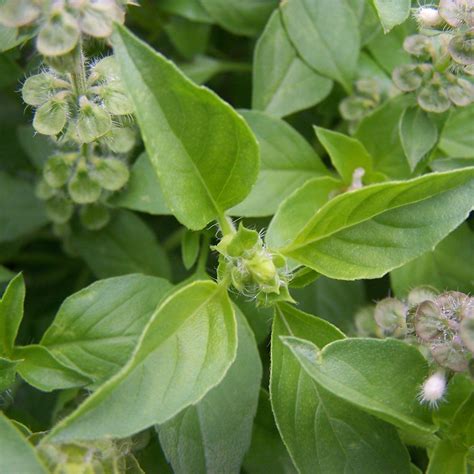 Hairy Lemon Thai Basil Seeds (Ocimum canum) Basil Seeds, Herb Seeds ...