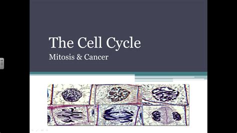 The Cell Cycle: Mitosis and Cancer