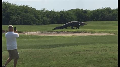 Giant gator is par for this Florida golf course | 10tv.com