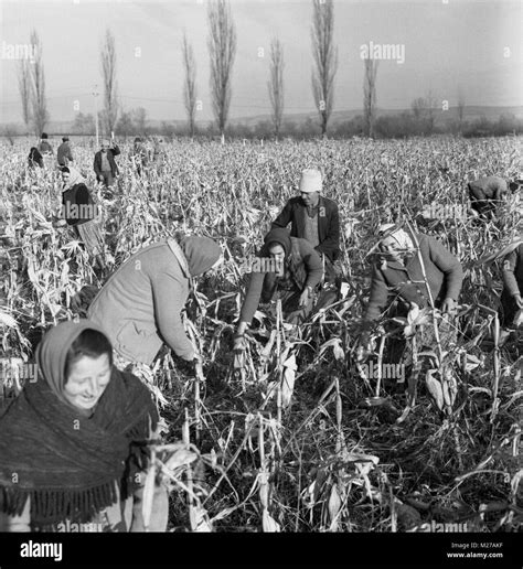 Peasants Working Field High Resolution Stock Photography and Images - Alamy