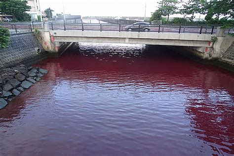 Japanese river turns blood red, alarming residents | The Independent