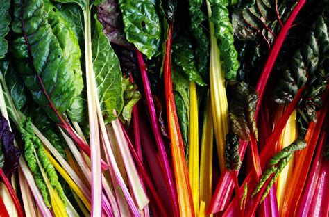 All About Colorful Rainbow Chard - With Recipes