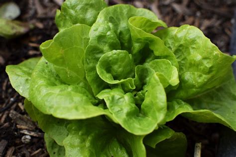 Learn Your Lettuces An Overview Of Organic Lettuce Types