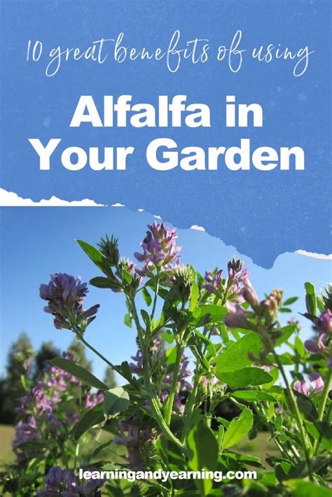 10 Great Benefits of Using Alfalfa in Your Garden