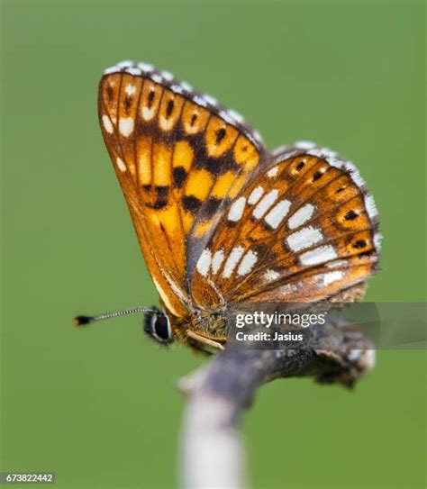 82 Duke Of Burgundy Butterfly Stock Photos, High-Res Pictures, and Images - Getty Images