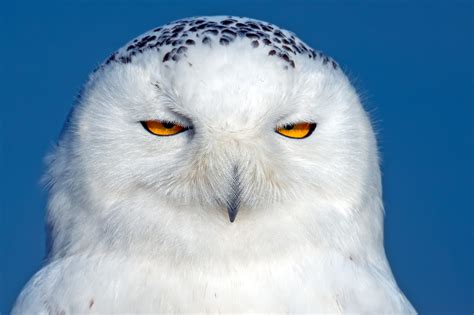 Wallpaper : eyes, bird of prey, beak, snowy owl, predator, wing, fauna, vertebrate, close up ...