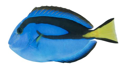 Pacific Regal Blue Tang | Blue Tang Fish Facts | DK Find Out