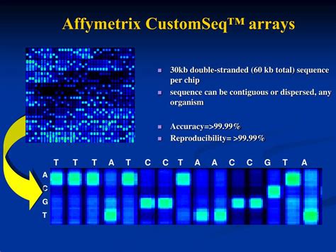 PPT - AFFYMETRIX SNP chips PowerPoint Presentation, free download - ID:493967