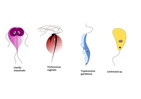 Leishmaniasis: causes, symptoms, diagnosis and treatment