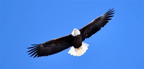 Wildlife at Virginia State Parks