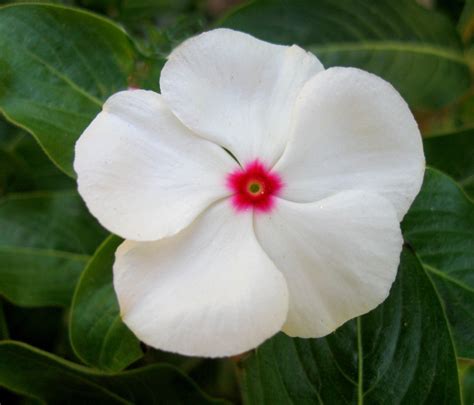 White Vinca Seeds, Bright Eyes, White Periwinkle Seeds, Heirloom Non-Gmo, 50 - Seeds