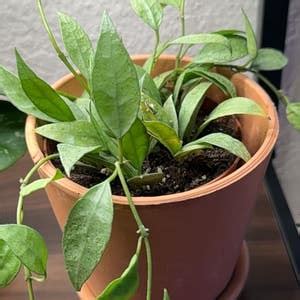 Hoya lacunosa 'Amarillo' Plant Care: Water, Light, Nutrients | Greg App 🌱