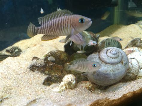 Neolamprologus Multifasciatus Colony-Can live and breed in community ...