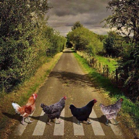 Content in a Cottage: Chickens Carefully Crossing the Road