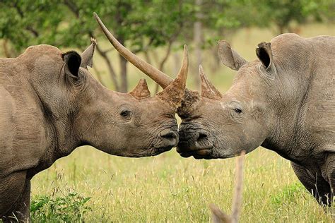 Photos of Endangered and Vulnerable Species from Around the Globe World Wild Life, Galapagos Sea ...