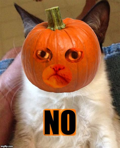 Image tagged in grumpy cat,pumpkin,grumpy cat is not amused,halloween ...