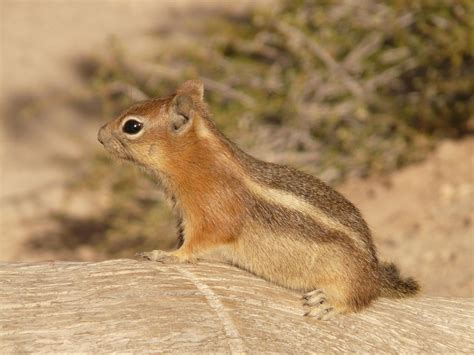 How To Make A Chipmunk Trap: Homemade Chipmunk Trap - Tiny Paws Tales