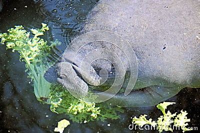 Manatee Eating Royalty Free Stock Images - Image: 7195029