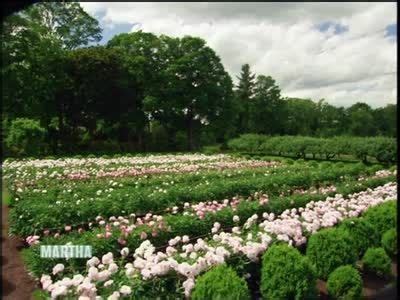 Tour of Martha Stewart's Peony Garden | Peonies garden, Growing peonies ...