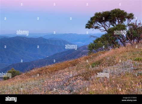 The Australian Alps at daybreak from Alpine National Park, Victoria, Australia (from Razor Back ...