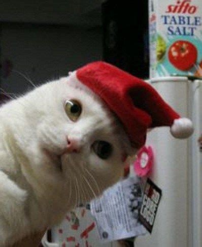 Top 10 Cats in Santa Hats Funny Cat Memes, Funny Cat Videos, Funny Cats ...