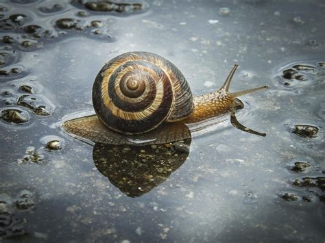 aquatic snail by Petar Boskovski / 500px | Snail, Water mammals, Aquatic