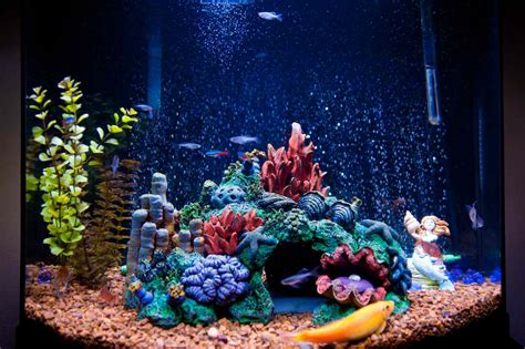 Lighting for a Saltwater Aquarium