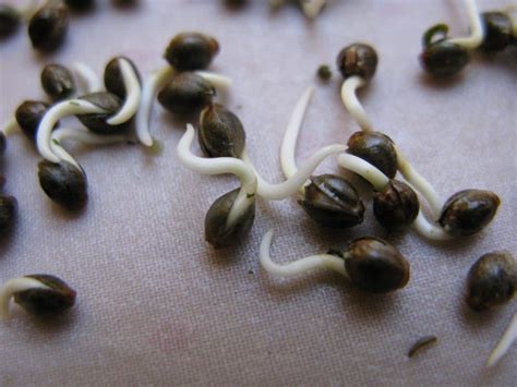 How do I germinate marijuana seeds? | Grow Weed Easy