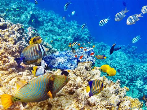 Top Snorkeling spots in Mauritius island | Taxi Service Mauritius