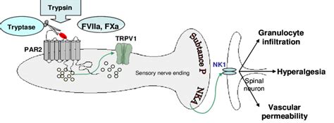 Neurogenic inflammation | Download Scientific Diagram