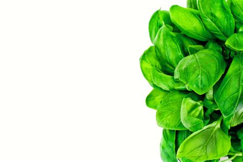 Green Fresh Basil 4419791 Stock Photo at Vecteezy