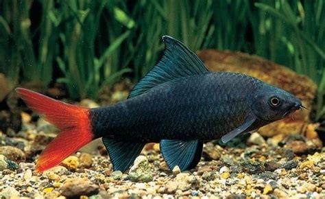 red tailed black shark Epalzeorhynchus bicolor freshwater aquarium ...